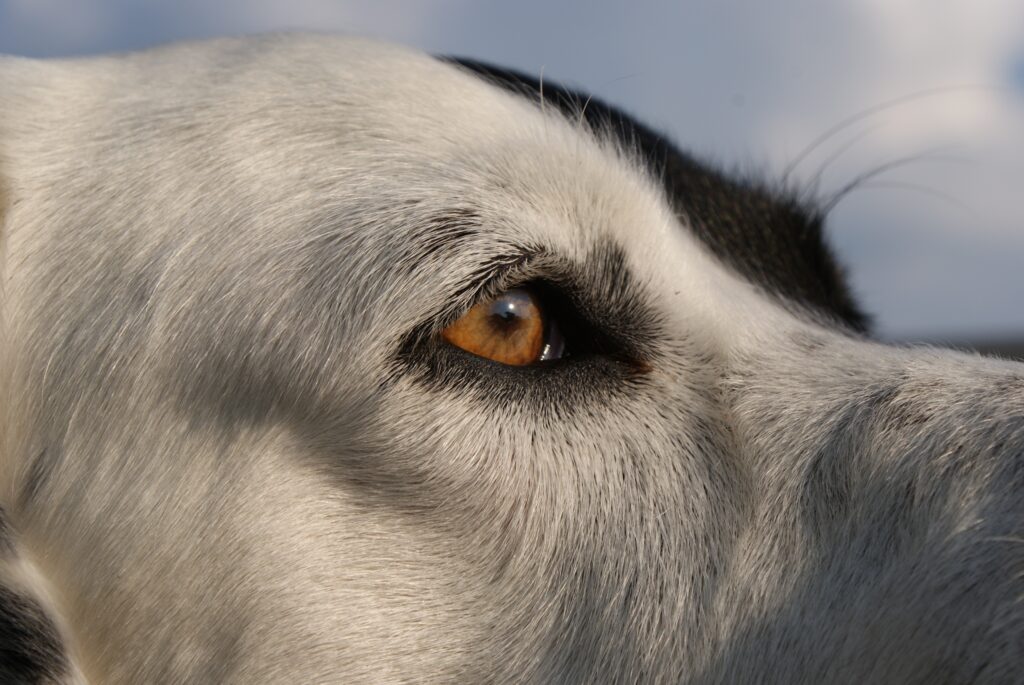 The Education of Pets A black and white dog's eye