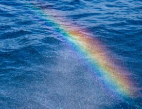 Opinion | Pride Month in Times of Retrogression